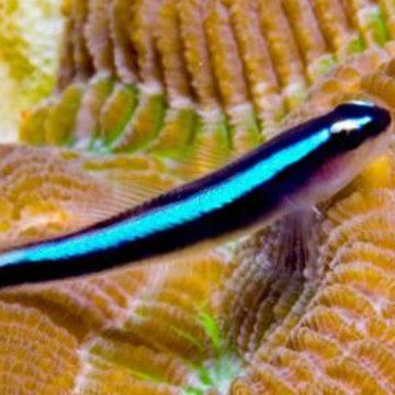 Elacatinus oceanops : 2-4 cm lot de 2